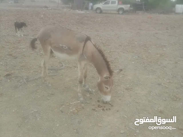 النوع.: حمار فاري مادب مسنع