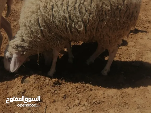 كبش عساف للبيع