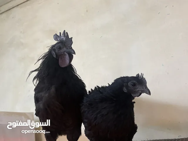 Ayam cemani أيام سيماني