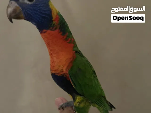 بغبغاء لوري رينبو
