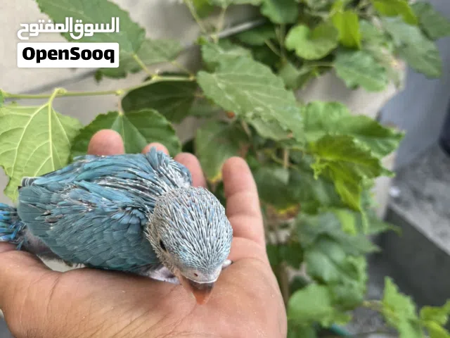 للبيع فروخ متو ازرق وا ابرق وا ليموني وا كوكتيل كلن بسعره