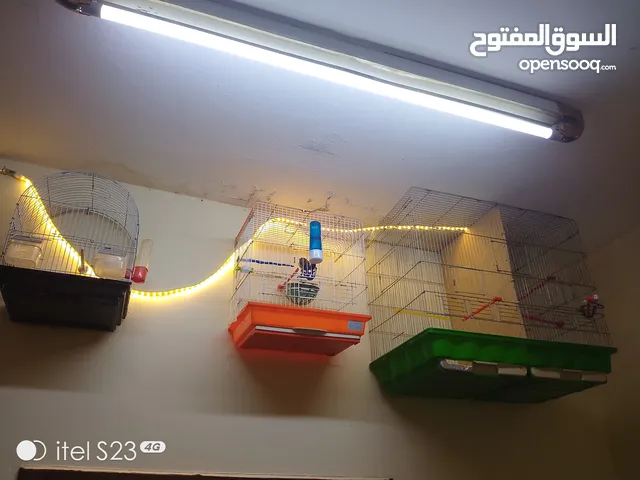 موجود اقفاص عصافير كبيره وسط صغير