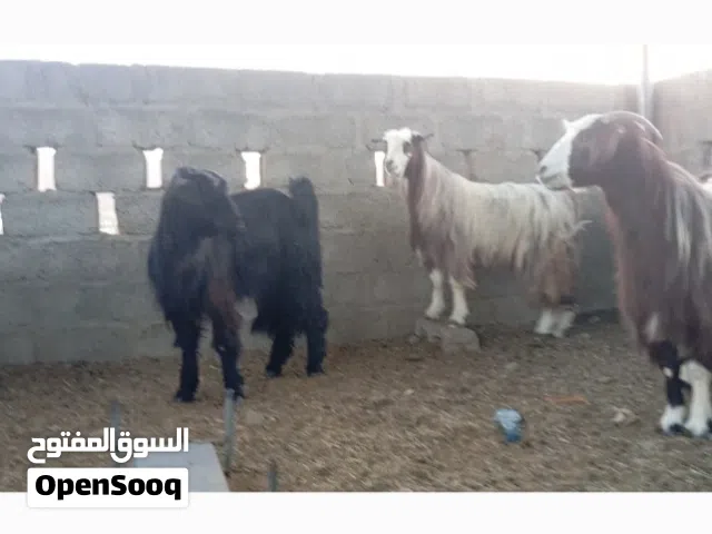 جدايه للبيع