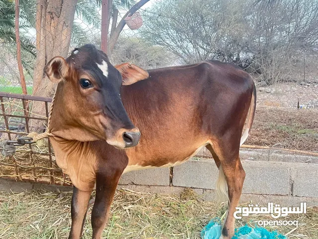 عجلة نيرجسيه