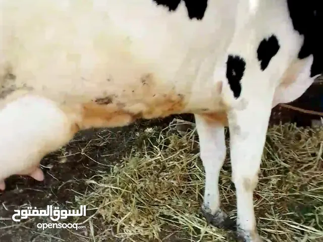 ثانوية محلفة وراها عجل وحليب 30 كيلو كفالة موجودة عكار