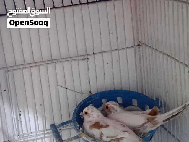 جوز حمام ماسي مشجرات شغالات للبيع