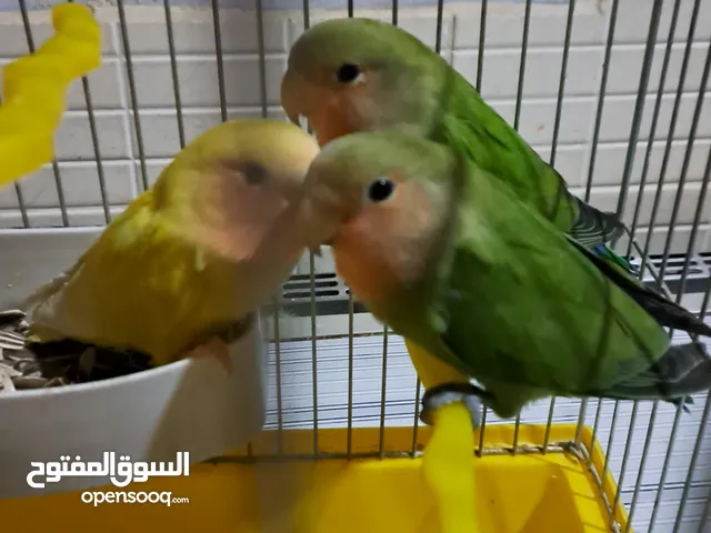 3 حبات روز وحده اليفه