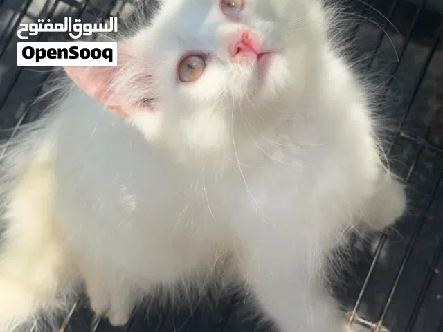قط شيرازي ذكر بعمر شهرين