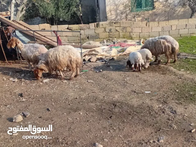 نعاج بلدي مع بناتهن