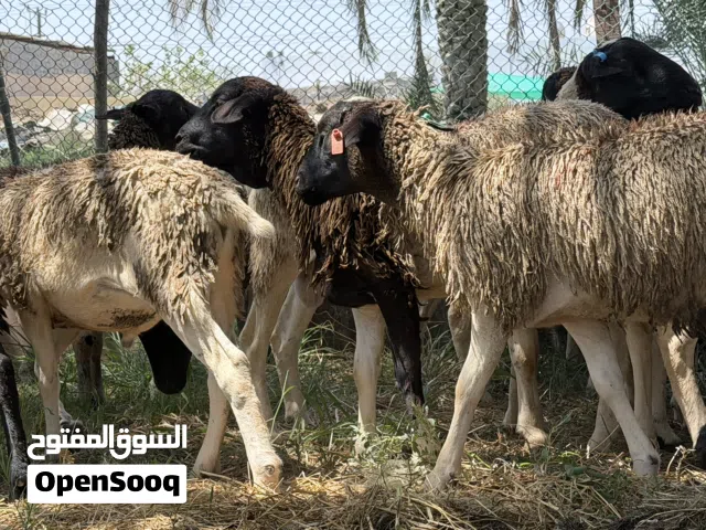يوجد لدينا كباشة للبيع ( خاروف) سمان ومطعومات