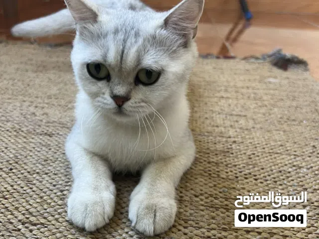 انثى سكوتش سلفر  للبيع بسعر رمزي