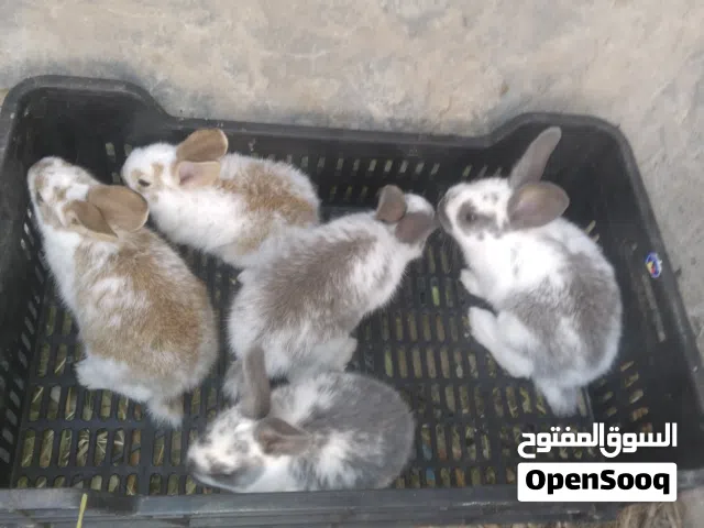 أرانب المانيات