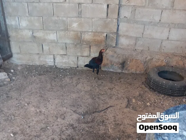 8 جاجات وديكين في منهن باكستاني نخب عمرهن 7 8 شهور
