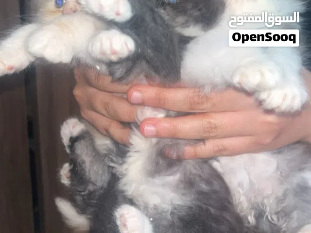 قطط للبيع شيرازي مون فيس بنغازي