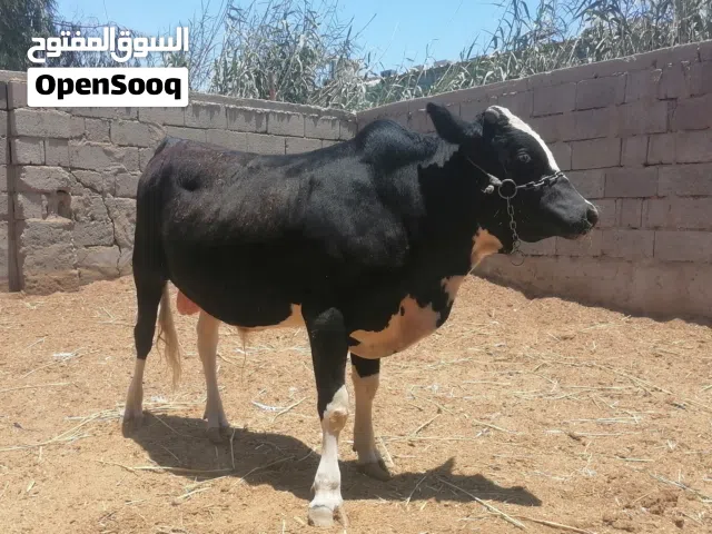 سلام عليكم عجل عراقي للبيع