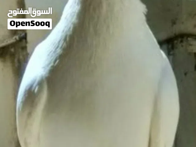 I have one fancy pigeon for sale, 5 BD only  لدي حمامة زينة واحدة للبيع