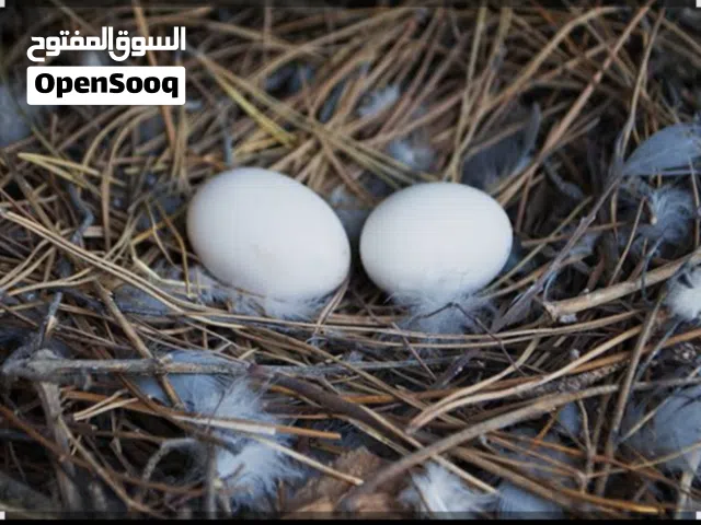 السلام عليكم شباب الطلب غريب شويه رايد بيض حمام زينه غالي كون عابر 10 يوم وبالسعر الي تردونه