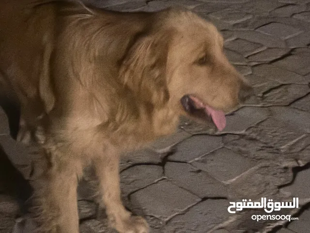 كلاب جولدن انثى وذكر