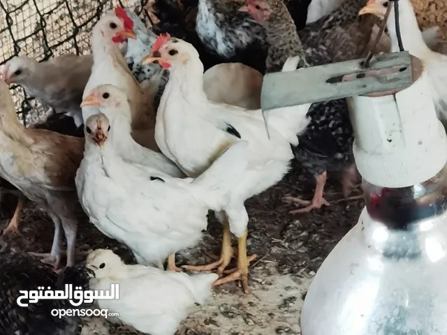دجاجه عماني الحبه 750
