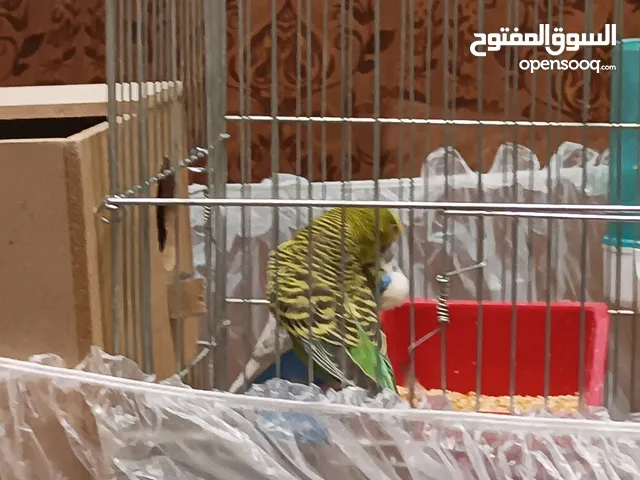 بسمله الرحمان الرحيم زوج تحتيهن ثلث فراخ   ويجي معهن ثلاثت أناث واحد ذكر بصلاة على النبي