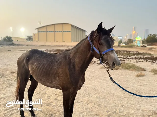 للبيع فلو العمر سنتين ونصف