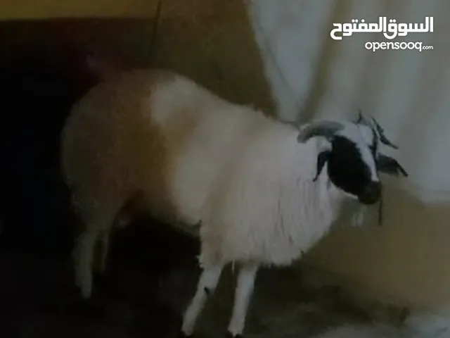 خروف وطني للبيع الله يبارك