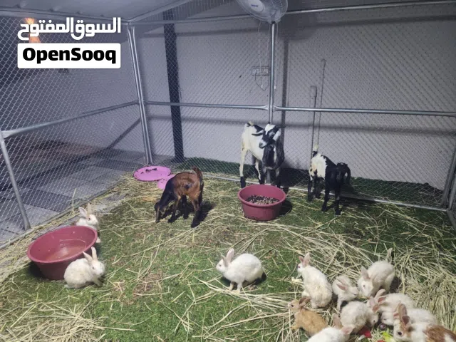 ارانب للبيع