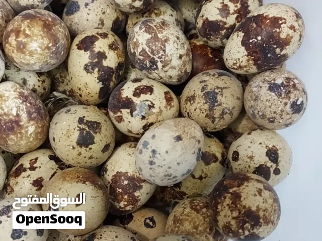 بيض فري جامبو