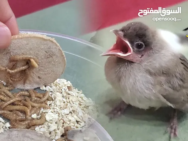 يوجد فراخ زق يدوي بلابل عراقيه وفراخ مينا