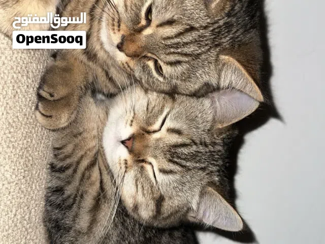 شانشيلا مكس بريتش