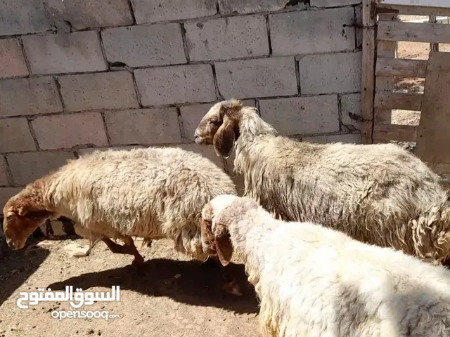 عقائق ذبائح نذر اضاحي بلدي للبيع