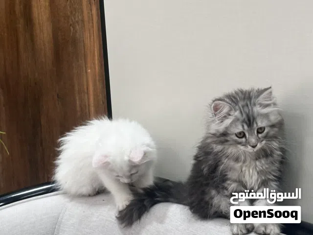 قط شيرازي ابيض