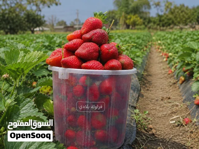 فراولة بلادي لا أجود أنواع الفراولة البلدي والطازج
