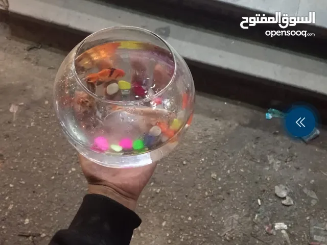 أسمك حسن الصيني