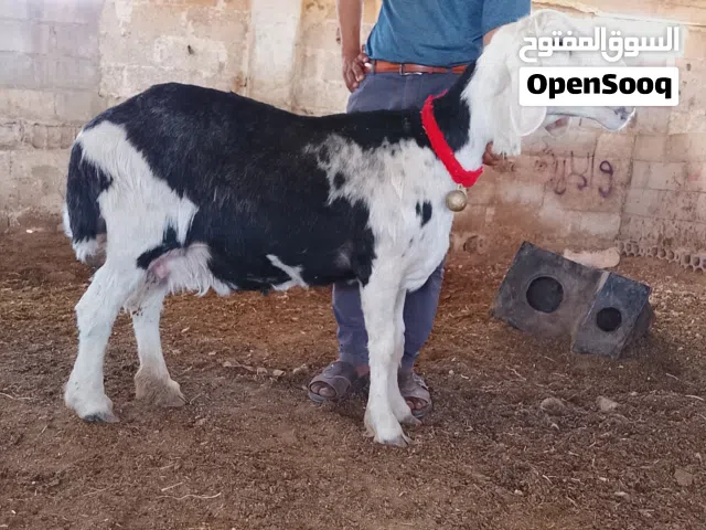 اذكر الله وصلي على النبي نعجه نجديه نخب أول سلاله نظيفه جدا جدا صحه وقطعه مده شراعه أم توم بالعاده