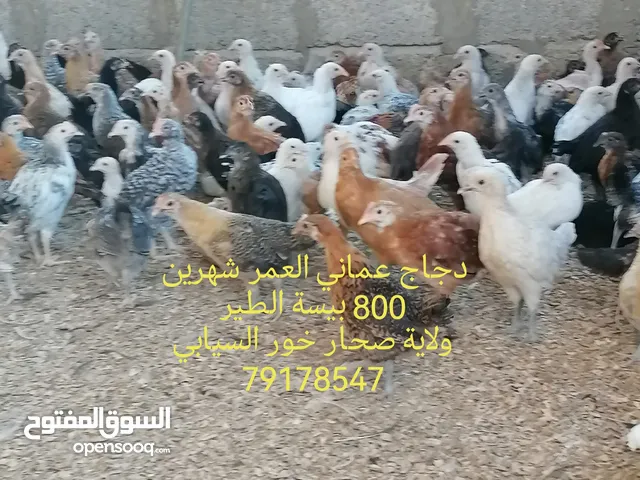 دجاج عماني محلي للبيع العمر شهرين