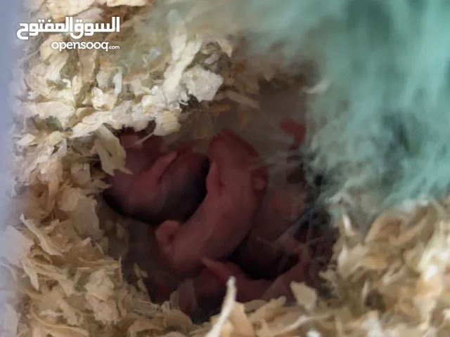 هامستر او همتارو