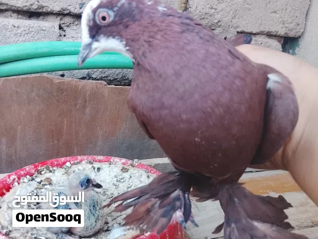 سلام عليكم حمام حمر بغدادي وياهن فرخهن شوف بيش يخدمنك وكلي وبيعلك