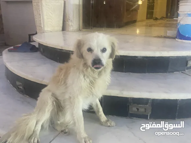 ذكر للبيع عمر سنه وشوي