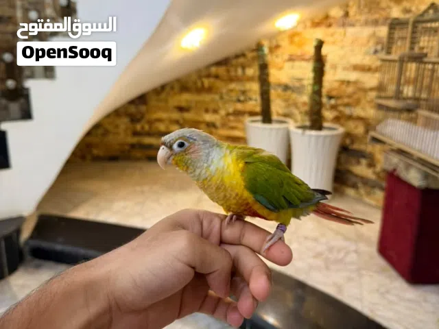 كنيور اليف ربة ذكر