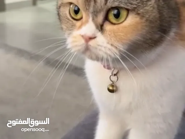 قطة للتبني