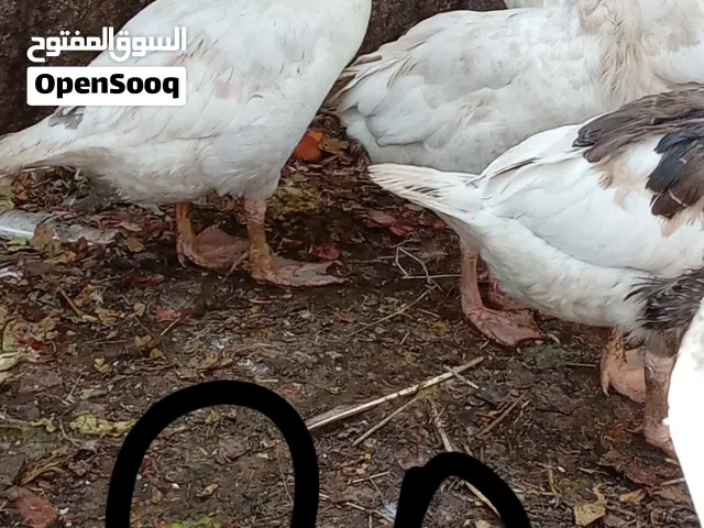 حيوانات للبيع
