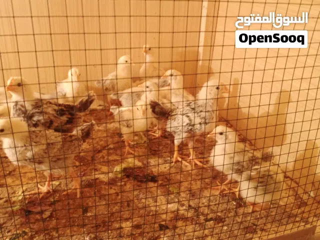 كتاكيت للبيع