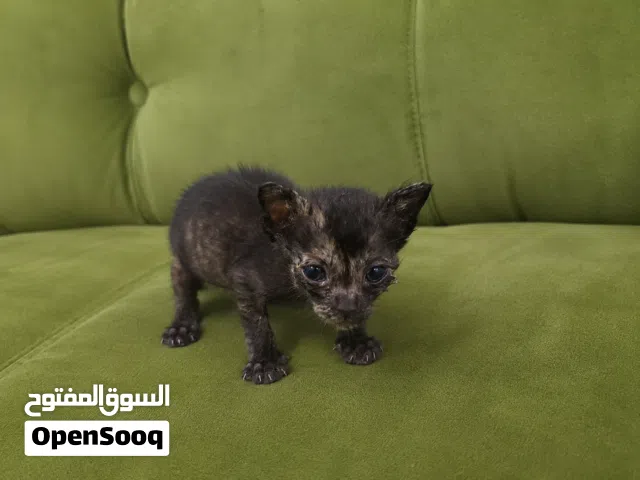 قطط رضيعة جميلة للتبني Beautiful baby kittens for adoption