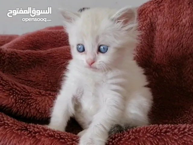 قطط هملايا للبيع او التبني في الإسكندرية : افضل سعر