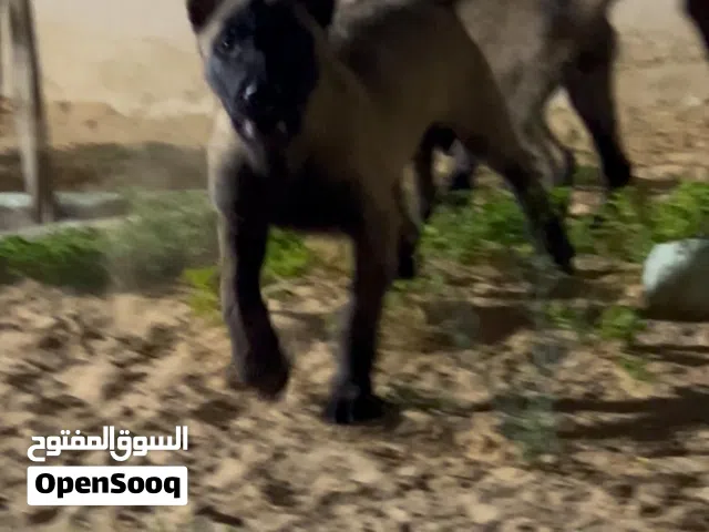 مالينوا للبيع