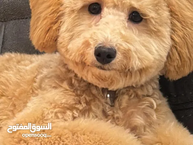 رولكس كلب بودل للتبني سبب الدراسه بالخارج