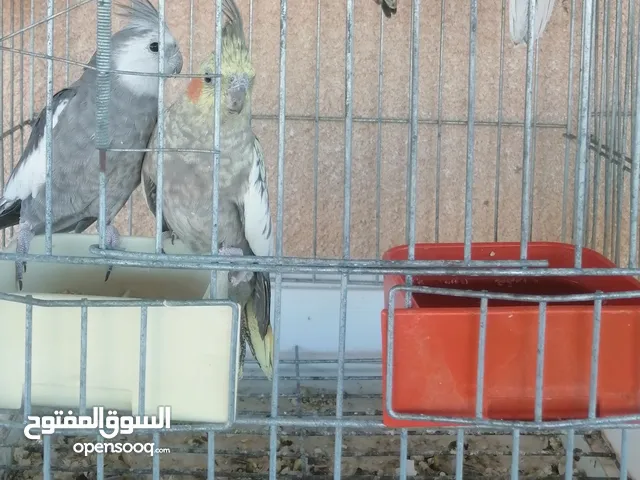 جوز كوكتيل