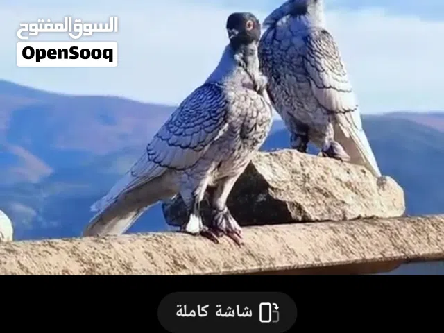 مطلوب حمام ستلايت الوان نادره ومطلوب فحل ابيض الوصف مهم
