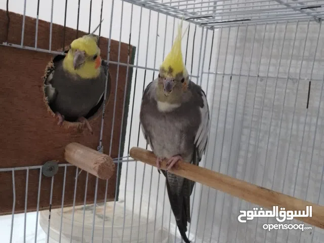 زوج كروان نظيف صحه جيده جدا